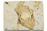 Fossil Crab (Potamon) Preserved in Travertine - Turkey #379404-2